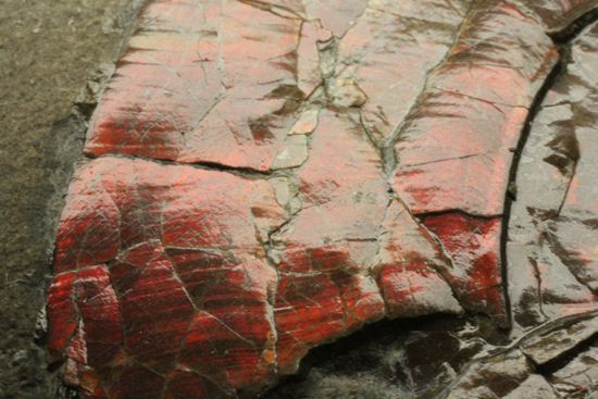五角形の形をした母岩と赤色が魅力！フィロセラスマルチプレート（その5）