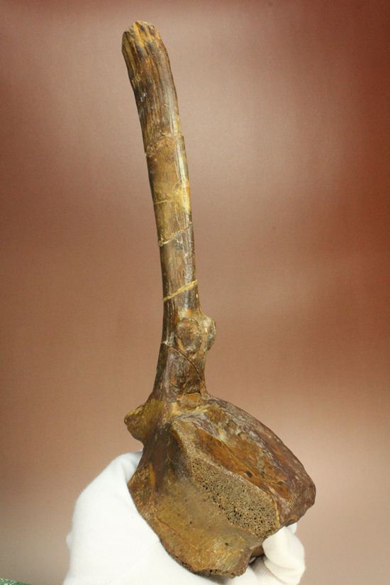 一期一会のレアもの!大型草食恐竜ハドロサウルスの脊椎骨化石(その1)