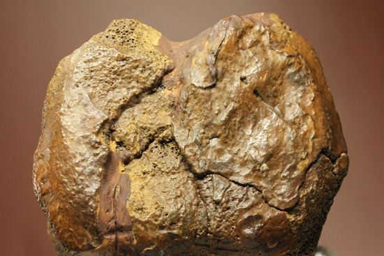 一期一会のレアもの!大型草食恐竜ハドロサウルスの脊椎骨化石(その10)