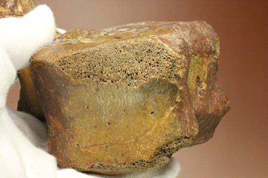 一期一会のレアもの!大型草食恐竜ハドロサウルスの脊椎骨化石(その11)