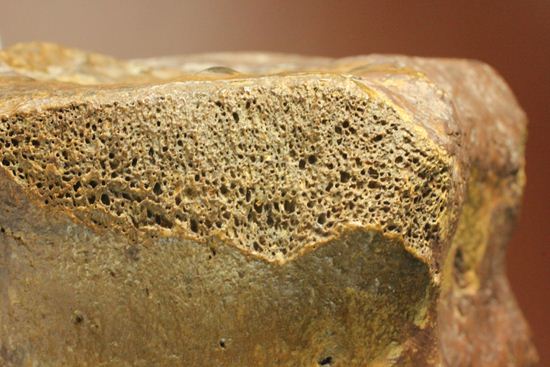 一期一会のレアもの!大型草食恐竜ハドロサウルスの脊椎骨化石(その12)