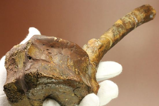 一期一会のレアもの!大型草食恐竜ハドロサウルスの脊椎骨化石(その13)