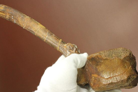 一期一会のレアもの!大型草食恐竜ハドロサウルスの脊椎骨化石(その15)