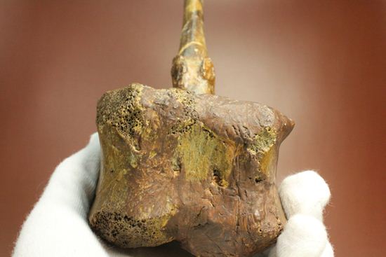 一期一会のレアもの!大型草食恐竜ハドロサウルスの脊椎骨化石(その3)