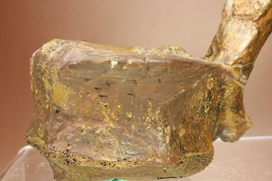 一期一会のレアもの!大型草食恐竜ハドロサウルスの脊椎骨化石(その4)