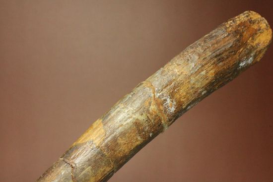 一期一会のレアもの!大型草食恐竜ハドロサウルスの脊椎骨化石(その5)