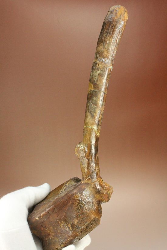 一期一会のレアもの!大型草食恐竜ハドロサウルスの脊椎骨化石(その6)