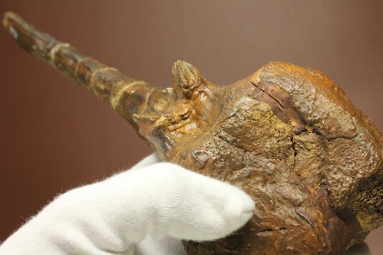 一期一会のレアもの!大型草食恐竜ハドロサウルスの脊椎骨化石(その7)