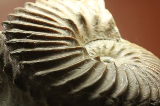 優美な螺旋階段へようこそ!フランス産アンモナイト ホプリテス・デンタータス(Hoplites dentatus)(その1)