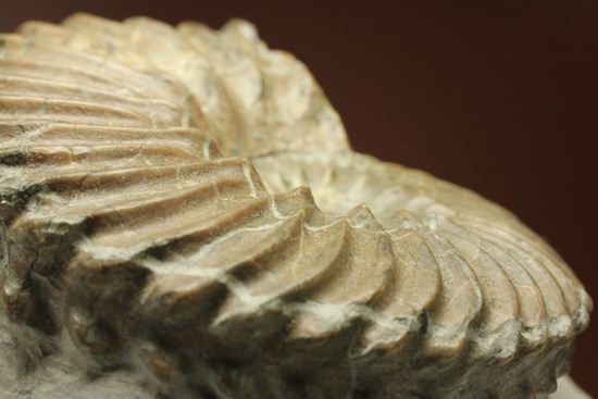 優美な螺旋階段へようこそ!フランス産アンモナイト ホプリテス・デンタータス(Hoplites dentatus)(その11)