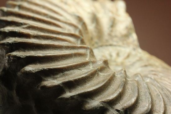 優美な螺旋階段へようこそ!フランス産アンモナイト ホプリテス・デンタータス(Hoplites dentatus)(その12)