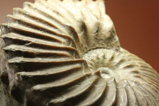 優美な螺旋階段へようこそ!フランス産アンモナイト ホプリテス・デンタータス(Hoplites dentatus)(その13)