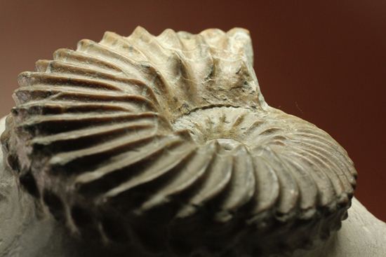 優美な螺旋階段へようこそ!フランス産アンモナイト ホプリテス・デンタータス(Hoplites dentatus)(その2)