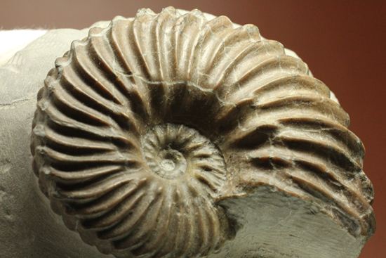 優美な螺旋階段へようこそ!フランス産アンモナイト ホプリテス・デンタータス(Hoplites dentatus)(その3)