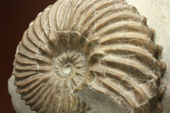 優美な螺旋階段へようこそ!フランス産アンモナイト ホプリテス・デンタータス(Hoplites dentatus)(その5)