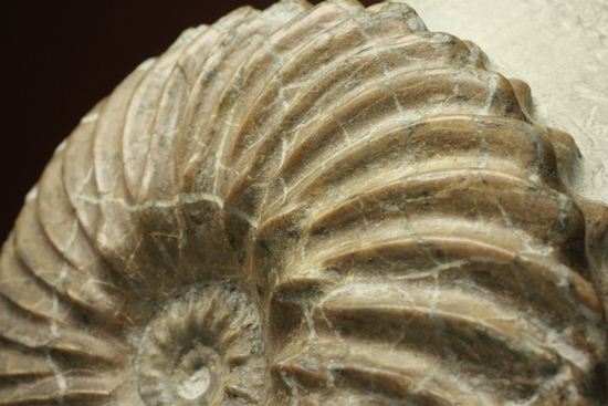 優美な螺旋階段へようこそ!フランス産アンモナイト ホプリテス・デンタータス(Hoplites dentatus)(その6)
