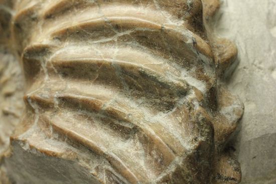 優美な螺旋階段へようこそ!フランス産アンモナイト ホプリテス・デンタータス(Hoplites dentatus)(その8)