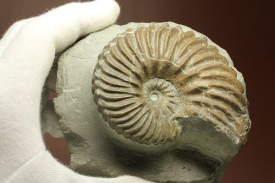優美な螺旋階段へようこそ!フランス産アンモナイト ホプリテス・デンタータス(Hoplites dentatus)(その9)