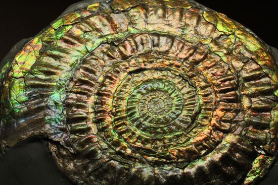 すさまじい大きさ!巨大!直径12.8cmを誇る最高級イギリス産アンモナイト カロセラス・ジョンストニ(Caloceras Johnstoni)(その1)