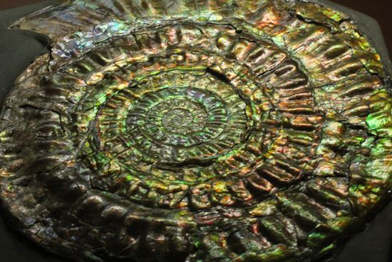 すさまじい大きさ!巨大!直径12.8cmを誇る最高級イギリス産アンモナイト カロセラス・ジョンストニ(Caloceras Johnstoni)(その11)