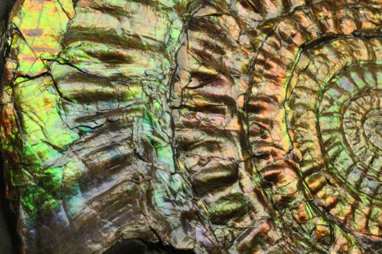 すさまじい大きさ!巨大!直径12.8cmを誇る最高級イギリス産アンモナイト カロセラス・ジョンストニ(Caloceras Johnstoni)(その12)