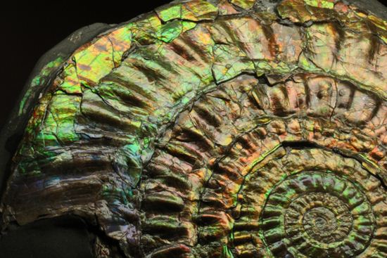 すさまじい大きさ!巨大!直径12.8cmを誇る最高級イギリス産アンモナイト カロセラス・ジョンストニ(Caloceras Johnstoni)(その13)