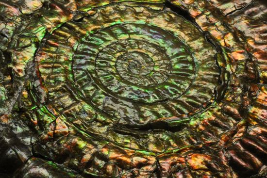すさまじい大きさ!巨大!直径12.8cmを誇る最高級イギリス産アンモナイト カロセラス・ジョンストニ(Caloceras Johnstoni)(その14)