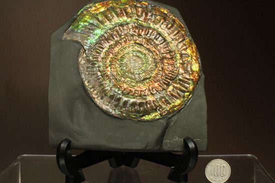 すさまじい大きさ!巨大!直径12.8cmを誇る最高級イギリス産アンモナイト カロセラス・ジョンストニ(Caloceras Johnstoni)(その15)