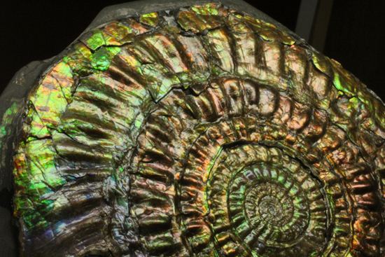 すさまじい大きさ!巨大!直径12.8cmを誇る最高級イギリス産アンモナイト カロセラス・ジョンストニ(Caloceras Johnstoni)(その16)