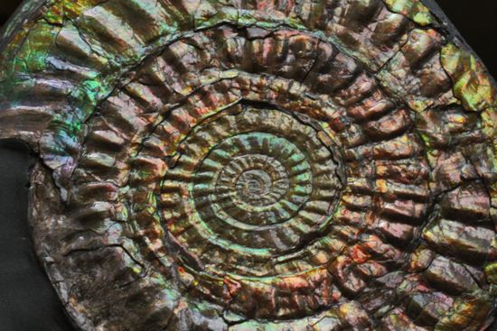 すさまじい大きさ!巨大!直径12.8cmを誇る最高級イギリス産アンモナイト カロセラス・ジョンストニ(Caloceras Johnstoni)(その19)