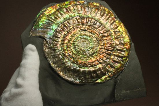 すさまじい大きさ!巨大!直径12.8cmを誇る最高級イギリス産アンモナイト カロセラス・ジョンストニ(Caloceras Johnstoni)(その2)