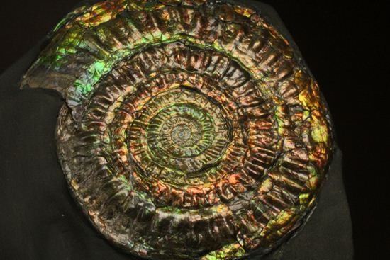 すさまじい大きさ!巨大!直径12.8cmを誇る最高級イギリス産アンモナイト カロセラス・ジョンストニ(Caloceras Johnstoni)(その4)