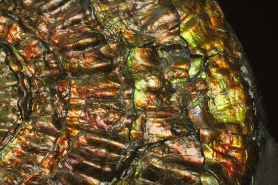 すさまじい大きさ!巨大!直径12.8cmを誇る最高級イギリス産アンモナイト カロセラス・ジョンストニ(Caloceras Johnstoni)(その5)