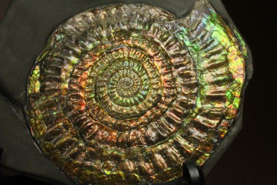 すさまじい大きさ!巨大!直径12.8cmを誇る最高級イギリス産アンモナイト カロセラス・ジョンストニ(Caloceras Johnstoni)(その7)