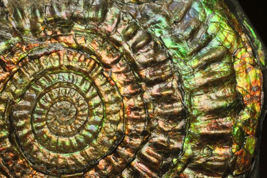 すさまじい大きさ!巨大!直径12.8cmを誇る最高級イギリス産アンモナイト カロセラス・ジョンストニ(Caloceras Johnstoni)(その9)