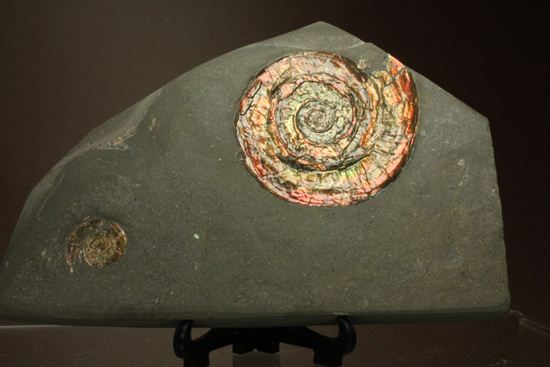 発色具合にこだわる方におススメ!カラフルなイギリス産アンモナイトフィロセラス(Psiloceras Planorbis )(その1)