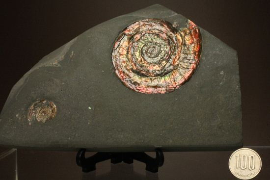 発色具合にこだわる方におススメ!カラフルなイギリス産アンモナイトフィロセラス(Psiloceras Planorbis )(その16)