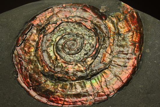 発色具合にこだわる方におススメ!カラフルなイギリス産アンモナイトフィロセラス(Psiloceras Planorbis )(その2)