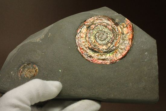 発色具合にこだわる方におススメ!カラフルなイギリス産アンモナイトフィロセラス(Psiloceras Planorbis )(その5)