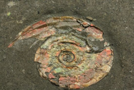 発色具合にこだわる方におススメ!カラフルなイギリス産アンモナイトフィロセラス(Psiloceras Planorbis )(その6)