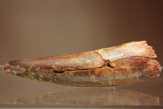 恐竜の歯をコレクションしはじめた方におすすめ!スピノサウルス歯化石(Spinosaurus)(その10)