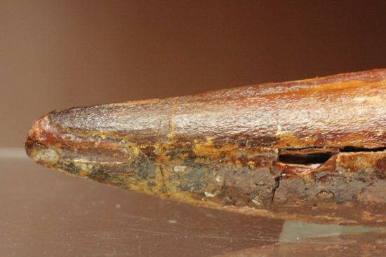 恐竜の歯をコレクションしはじめた方におすすめ!スピノサウルス歯化石(Spinosaurus)(その11)