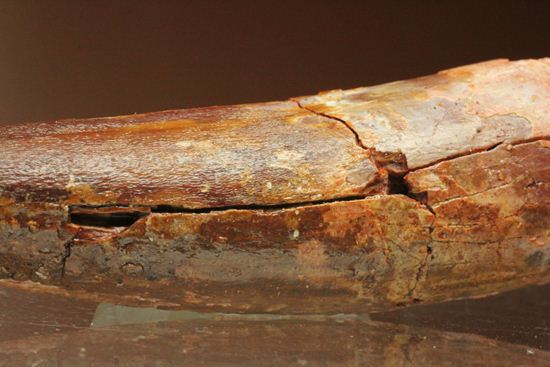 恐竜の歯をコレクションしはじめた方におすすめ!スピノサウルス歯化石(Spinosaurus)(その12)