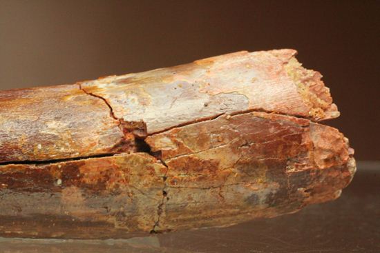恐竜の歯をコレクションしはじめた方におすすめ!スピノサウルス歯化石(Spinosaurus)(その13)