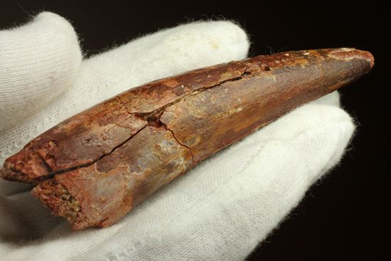 恐竜の歯をコレクションしはじめた方におすすめ!スピノサウルス歯化石(Spinosaurus)(その14)
