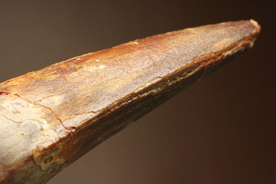 恐竜の歯をコレクションしはじめた方におすすめ!スピノサウルス歯化石(Spinosaurus)(その15)