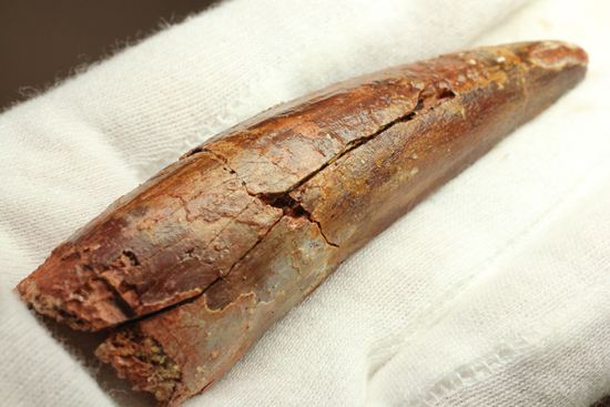 恐竜の歯をコレクションしはじめた方におすすめ!スピノサウルス歯化石(Spinosaurus)(その16)