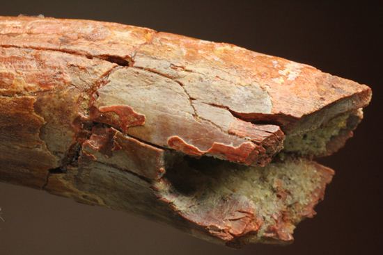 恐竜の歯をコレクションしはじめた方におすすめ!スピノサウルス歯化石(Spinosaurus)(その17)