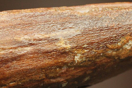 恐竜の歯をコレクションしはじめた方におすすめ!スピノサウルス歯化石(Spinosaurus)(その2)