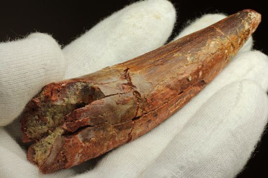 恐竜の歯をコレクションしはじめた方におすすめ!スピノサウルス歯化石(Spinosaurus)(その4)